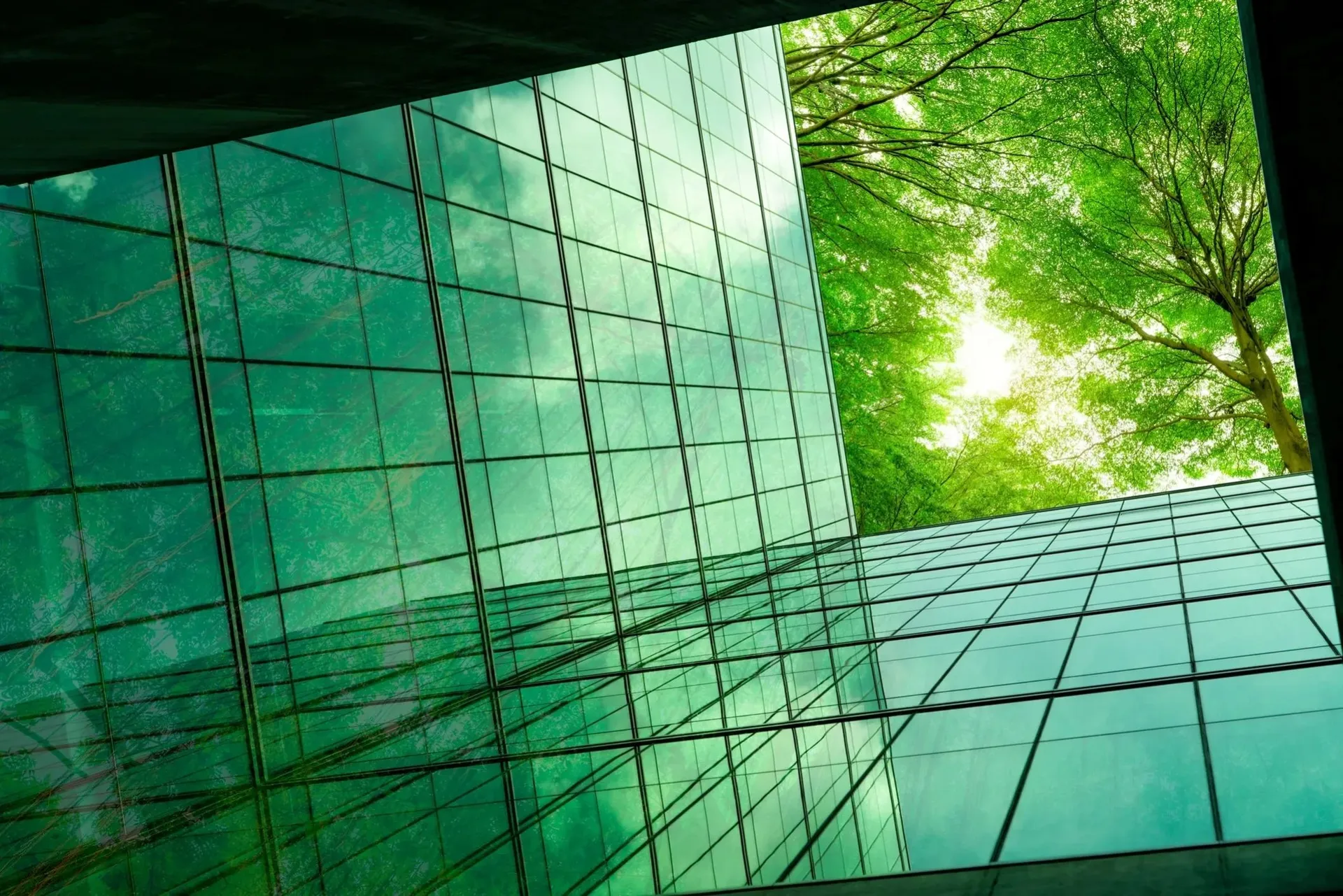Sunlight filtering through a tree against the glass façade of a modern building